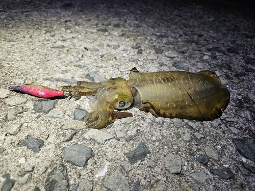 アオリイカの釣果