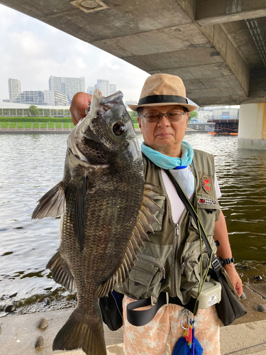 クロダイの釣果