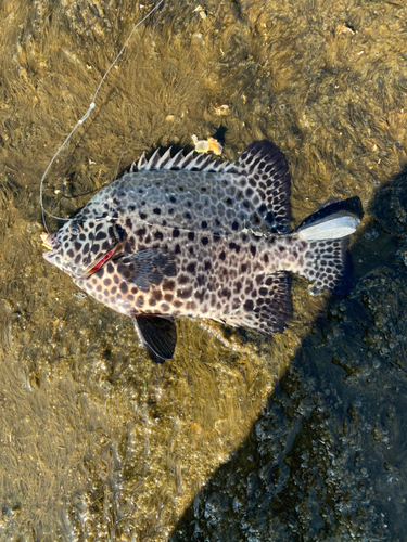 イシガキダイの釣果