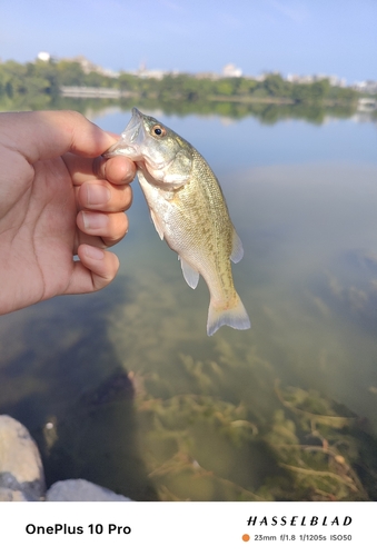 スズメダイの釣果