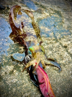 アオリイカの釣果