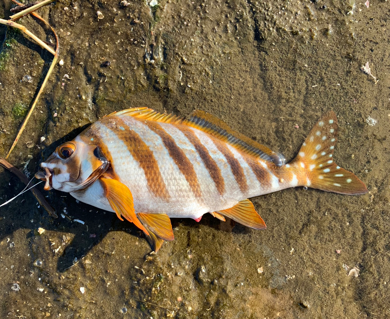 タカノハダイ