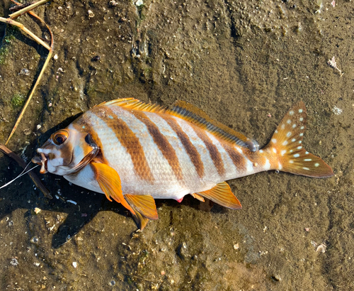 タカノハダイの釣果