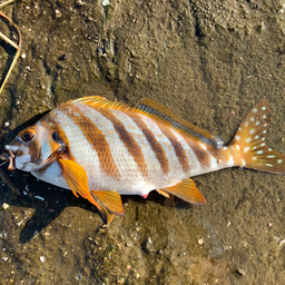 タカノハダイ