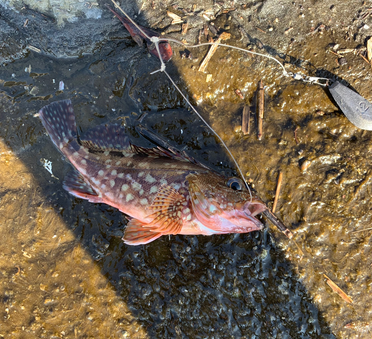 タカノハダイ