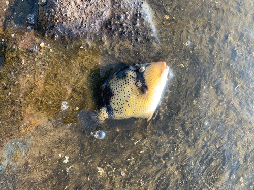 ゴマモンガラの釣果