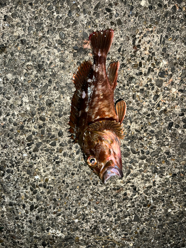 カサゴの釣果