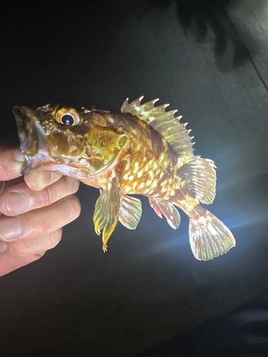 カサゴの釣果