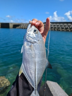 ギンガメアジの釣果