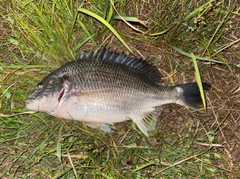 キチヌの釣果