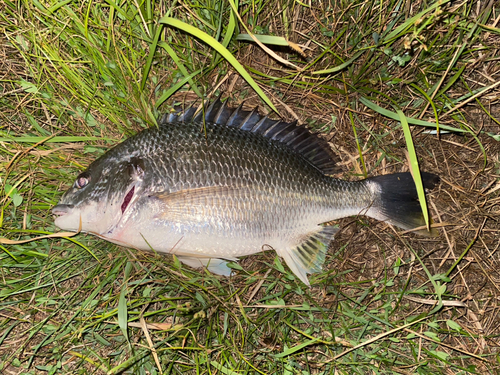 キチヌの釣果