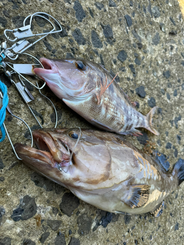 アラの釣果