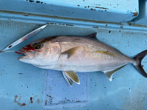 カンパチの釣果