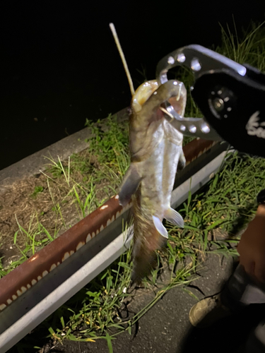 ナマズの釣果