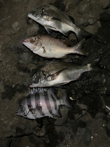 イシダイの釣果