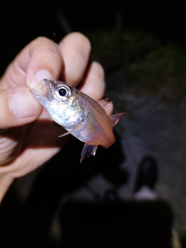 ネンブツダイの釣果