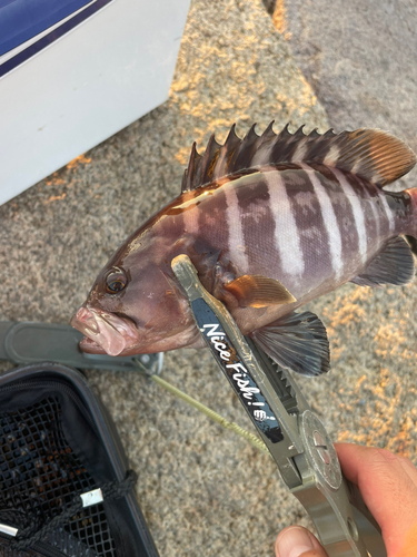 マハタの釣果