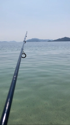 キスの釣果