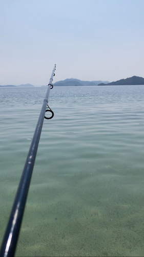 キスの釣果