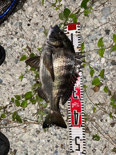 クロダイの釣果