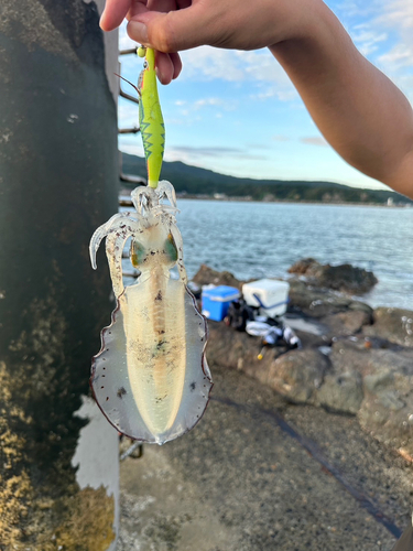 アオリイカの釣果