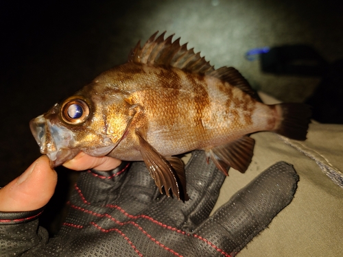 メバルの釣果