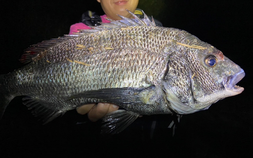 チヌの釣果