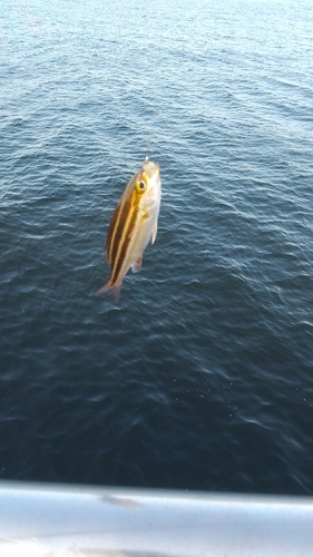 イサキの釣果