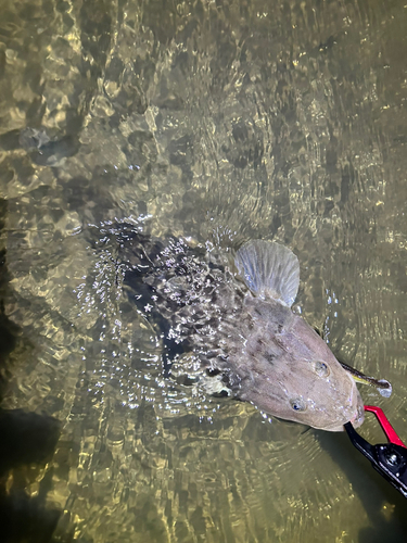 マゴチの釣果