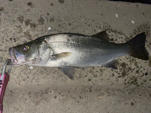 フッコ（ヒラスズキ）の釣果