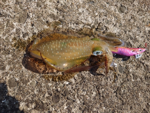 アオリイカの釣果