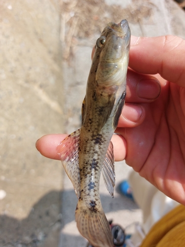 ハゼの釣果