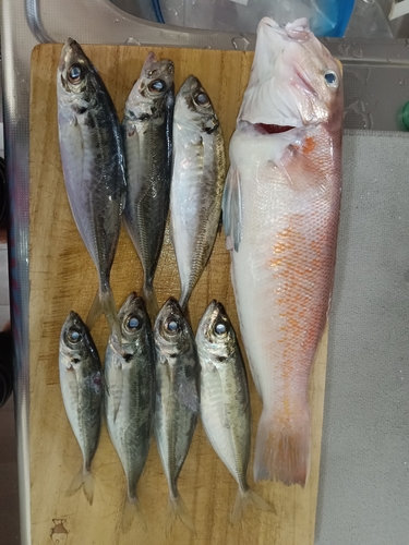 シロアマダイの釣果