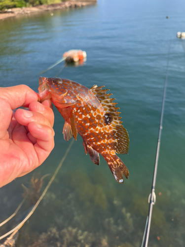 キジハタの釣果