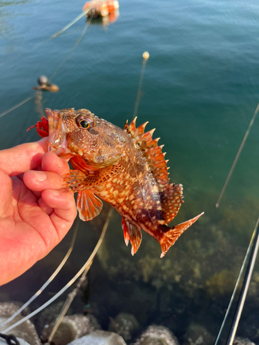 カサゴの釣果