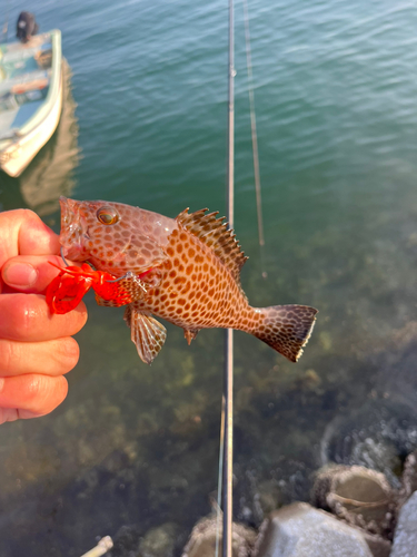 オオモンハタの釣果