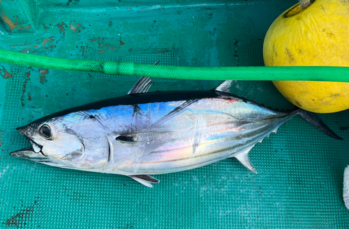 カツオの釣果