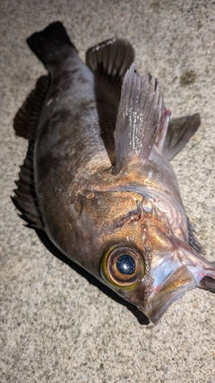 シロメバルの釣果