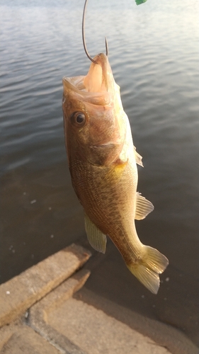 ラージマウスバスの釣果