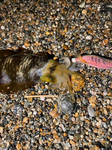 アオリイカの釣果