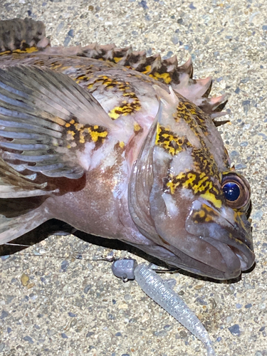 オウゴンムラソイの釣果