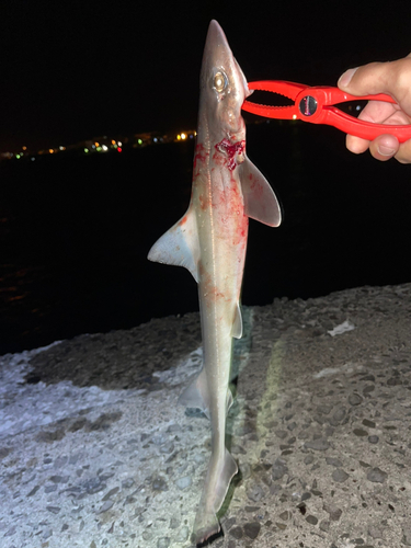 ホシザメの釣果