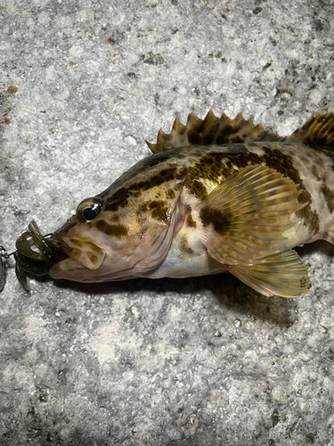 タケノコメバルの釣果