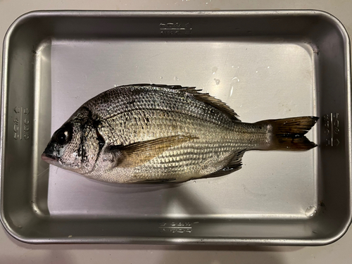 クロダイの釣果