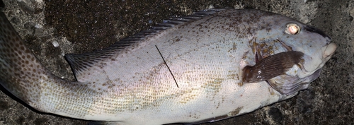 コロダイの釣果