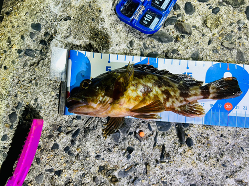 カサゴの釣果