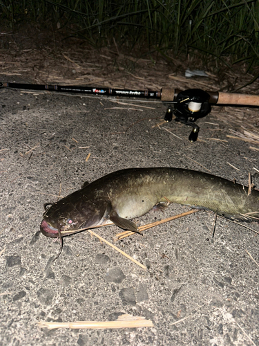 マナマズの釣果