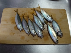 アジの釣果