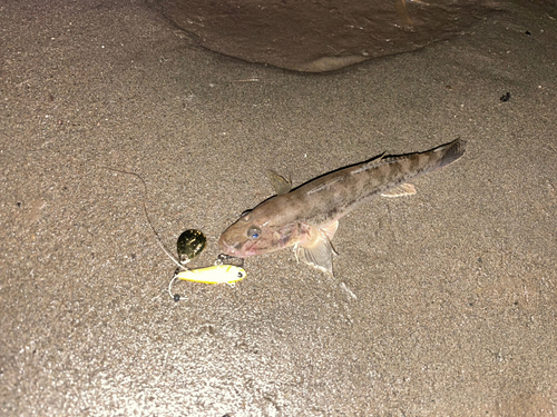 マハゼの釣果