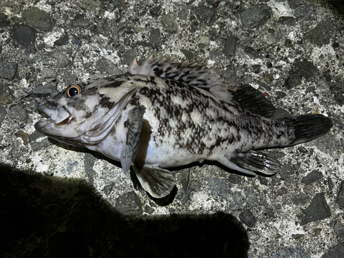 ハチガラの釣果